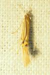Cosmopterix lienigiella
