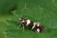Denisia albimaculea