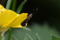 Esperia sulphurella