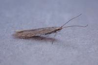 Coleophora otidipennella