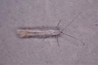 Coleophora otidipennella
