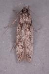 Carpatolechia decorella