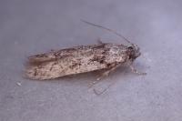 Carpatolechia decorella