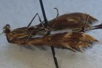 Oxyptilus distans
