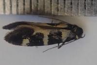 Denisia augustella