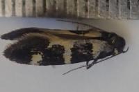 Denisia augustella