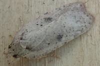 Agonopterix scopariella