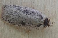 Agonopterix scopariella