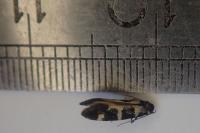 Denisia augustella