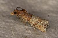 Lobesia indusiana/limoniana