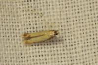 Coptotriche marginea