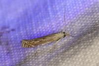 Isophrictis