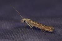 Isophrictis
