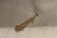 Isophrictis