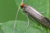 Nematopogon adansoniella