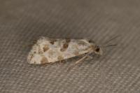 Aethes cnicana/rubigana