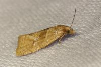 Phalonidia affinitana