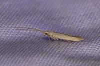 Coleophora