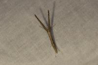 Agdistis