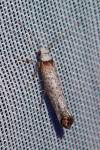 Pseudoswammerdamia combinella