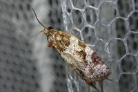Argyrotaenia ljungiana