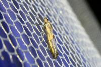 Ochromolopis ictella