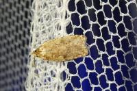 Agonopterix ferocella
