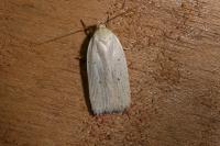 Agonopterix