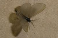 Rebelia plumella surientella