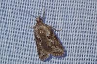 Cnephasia