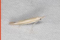 Coleophora albicosta