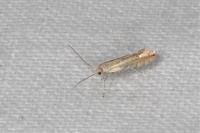 Phyllonorycter quercifoliella