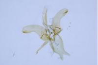 Phyllonorycter quercifoliella