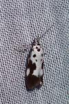 Ethmia quadrillella