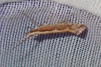 Plutella xylostella