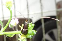 Adela australis