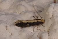 Monopis crocicapitella