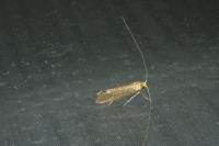 Nematopogon adansoniella