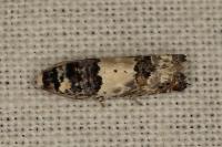 Epinotia thapsiana