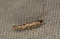 Coccidiphila gerasimovi