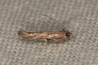 Coccidiphila gerasimovi