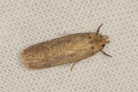 Platyedra subcinerea