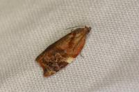 Ditula angustiorana
