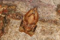 Ditula angustiorana