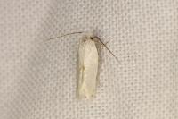 Pseudopostega chalcopepla