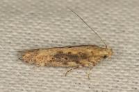 Scrobipalpa