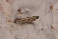 Acrolepiopsis vesperella