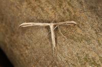 Emmelina monodactyla
