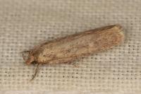 Platyedra subcinerea