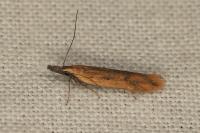 Dichomeris acuminata